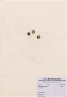 藏品(大傘藻)的圖片